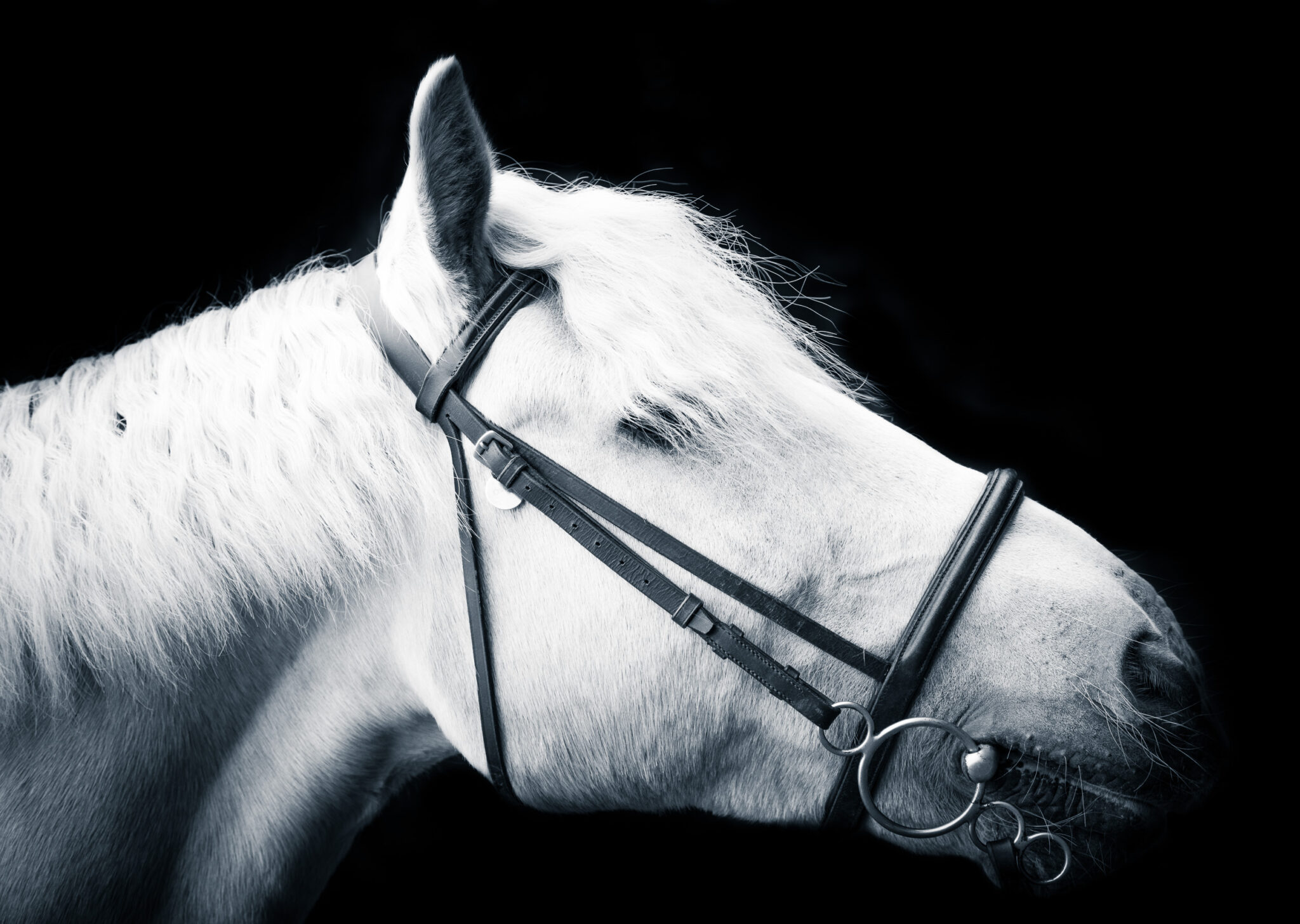 Equestrian Photography in black and white